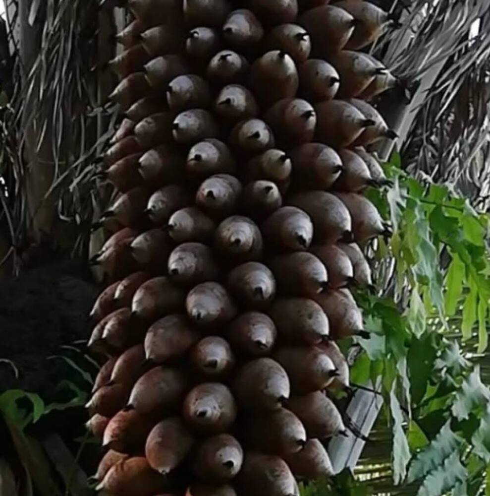 Sırçalı Kuka Tesbih - 925 Ayar Gümüş Kral Zincir Püsküllü - Koyu Kahverengi - Arpa Kesim - 5